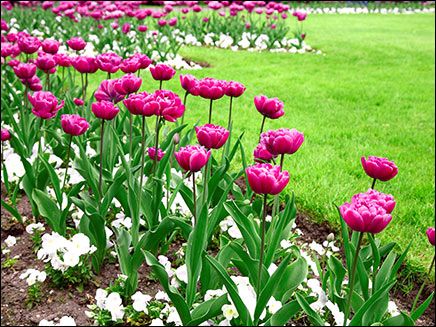 Mediterraneum - Jardín con tulipanes